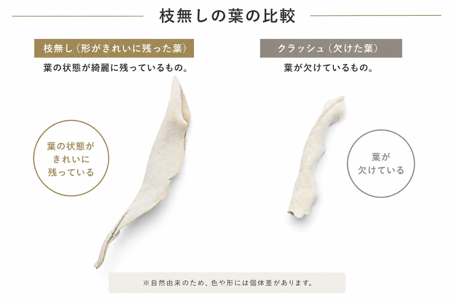 ホワイトセージの枝無しとクラッシュの葉の形状比較