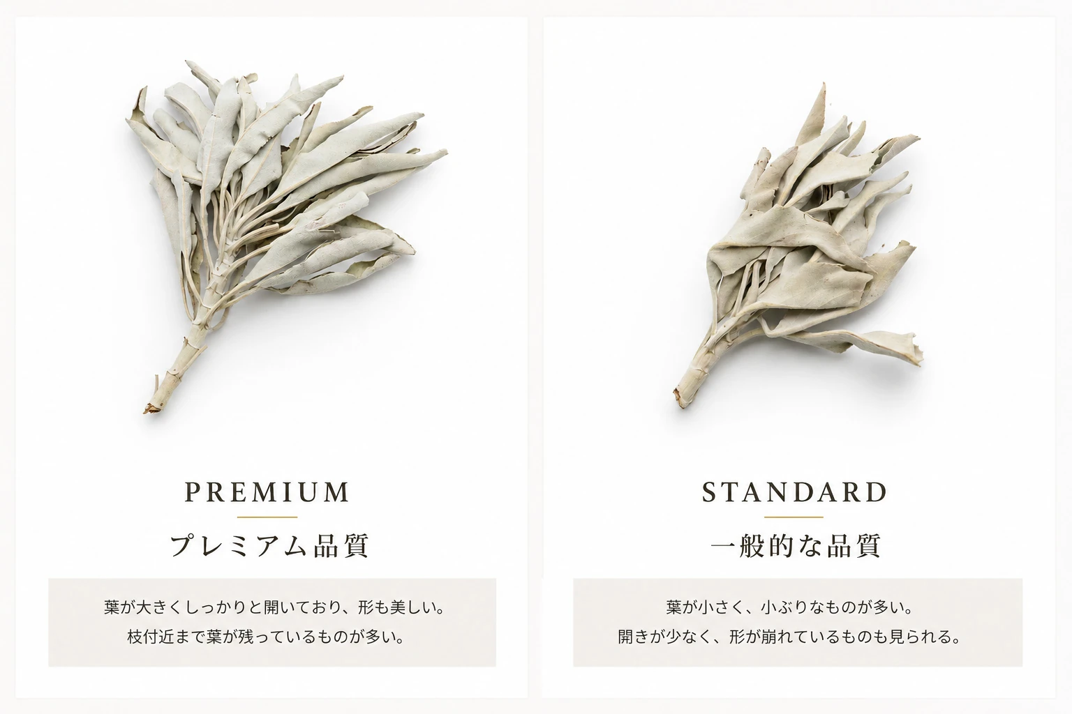 GOLD STONEのプレミアム品質と一般的な品質のホワイトセージ比較