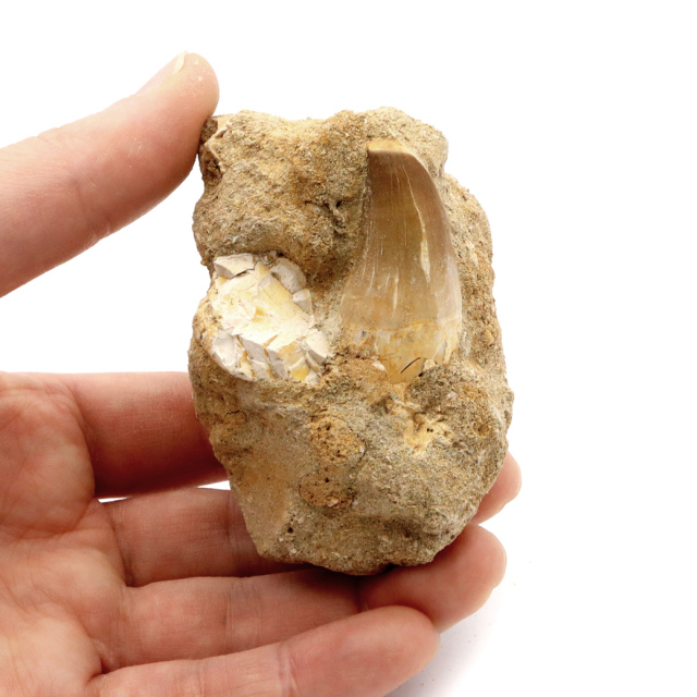 モササウルス　母岩付き標本　極美麗　歯56mm　特大　希少 モササウルス 化石 牙 歯 骨 本物 モロッコ産 母岩付き 247g 1点もの
